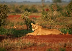 Parks and Beaches-Tsavo-West-National-Park