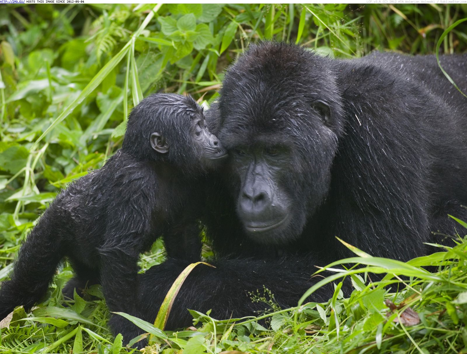 Uganda
