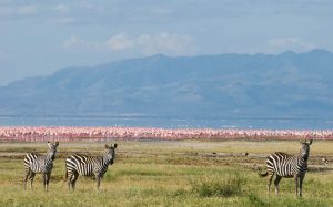 Tanzania Packages-lake-manyara-national-park