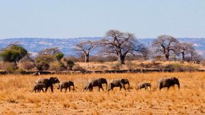 Tanzania Packages-tarangire-national-park