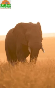 Safari Company Kenya: How to Pick One That Won’t Let You Down