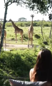 Maasai Mara Safari Tours