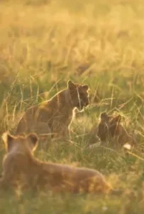 Big Five safari Kenya