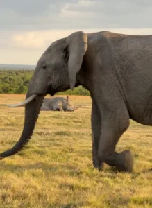 Safari Company Kenya
