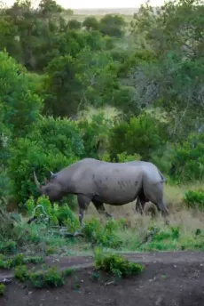 Experience the Ultimate Big Five Safari in Kenya with Estleon Adventures.