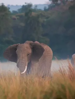 Discover Kenya with a Trusted Safari Company