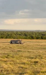 Safari Company Kenya