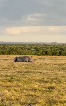 Discover Unforgettable Experiences with a Leading Safari Company in Kenya